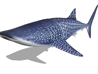 精品动物模型 虎鲨